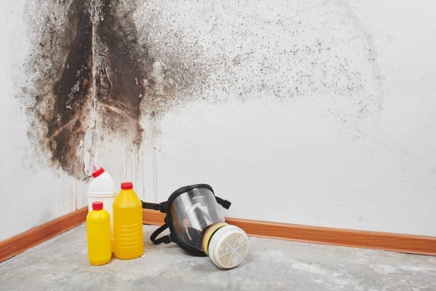 Best Same-Day Mold Removal  in Monticello, UT