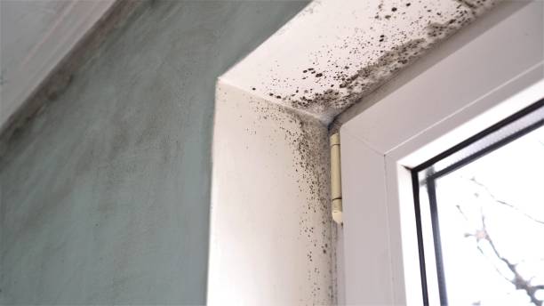 Best Local Mold Removal Service  in Monticello, UT