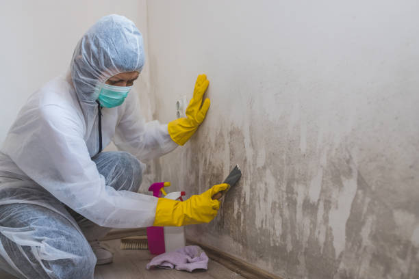 Best Affordable Mold Removal  in Monticello, UT