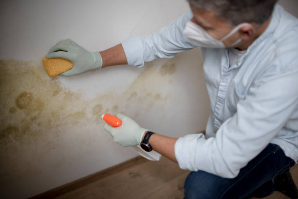 Best Local Mold Removal Service  in Monticello, UT