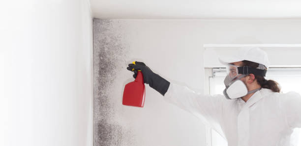 Best Attic Mold Removal  in Monticello, UT