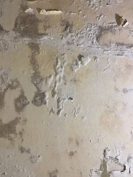 Best Fast Mold Removal  in Monticello, UT