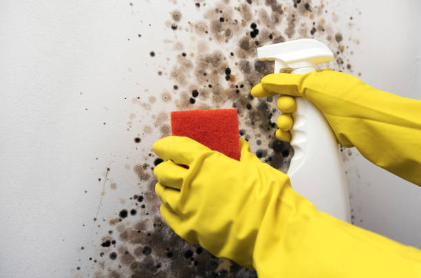 Best Mold Remediation  in Monticello, UT