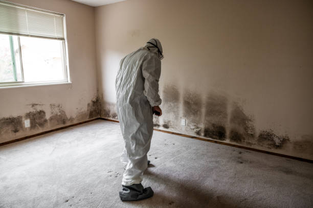 Attic Mold Removal in Monticello, UT