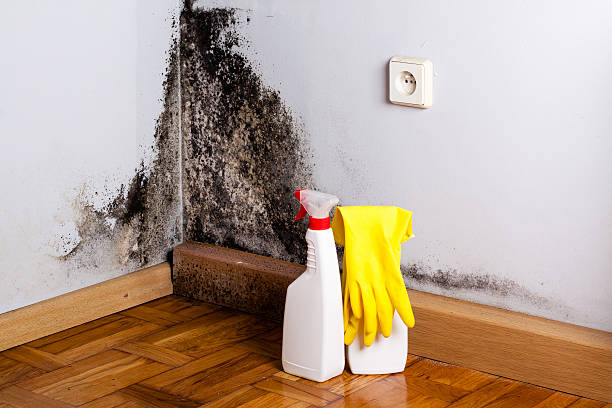 Mold Testing and Removal in Monticello, UT
