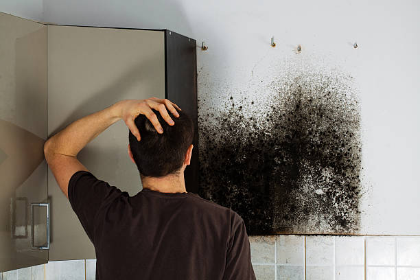 Best Mold Removal Company Near Me  in Monticello, UT