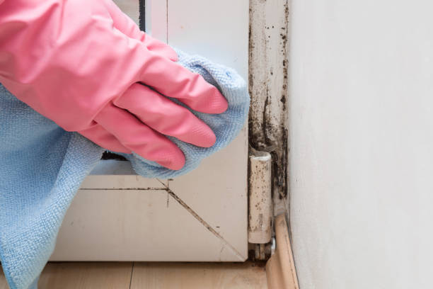 Best Mold Damage Repair  in Monticello, UT