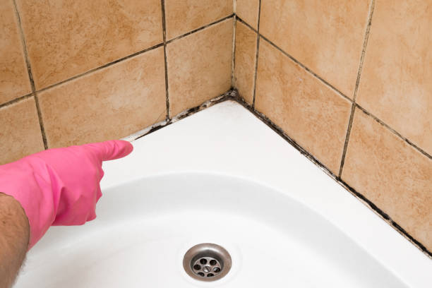 Best Certified Mold Removal  in Monticello, UT